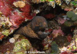 2 black cheek eels checking me out, can you find the 2nd ... by Karen Woods 